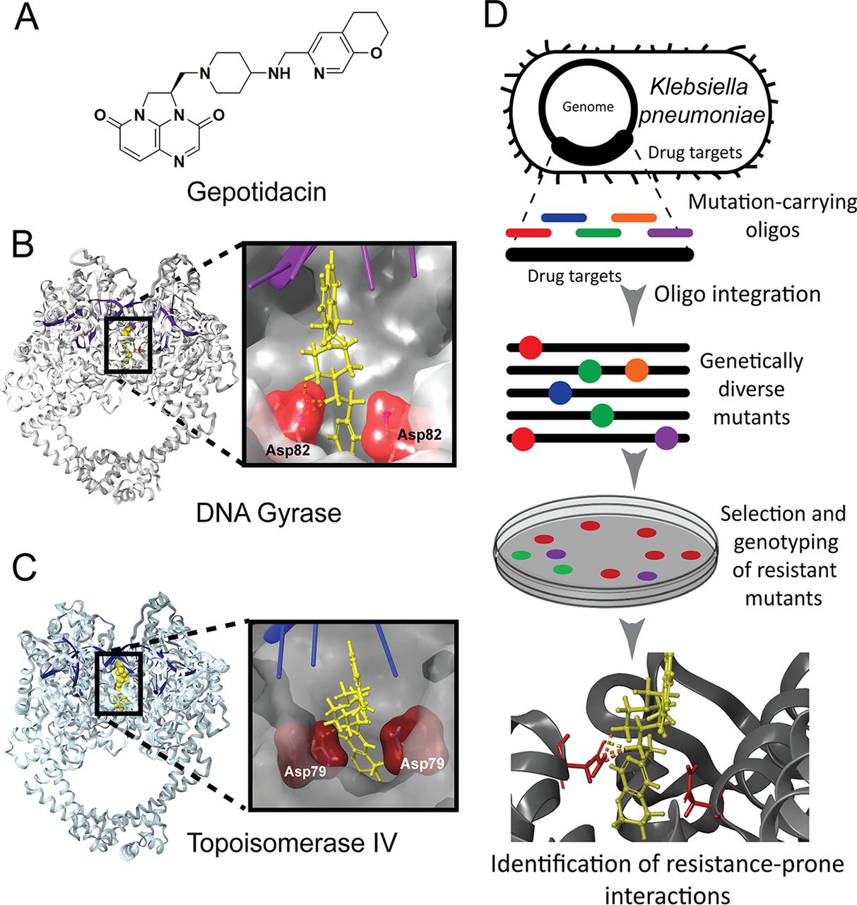 DIvERGE and pORTMAGE: accelerated directed evolution across bacterial species.